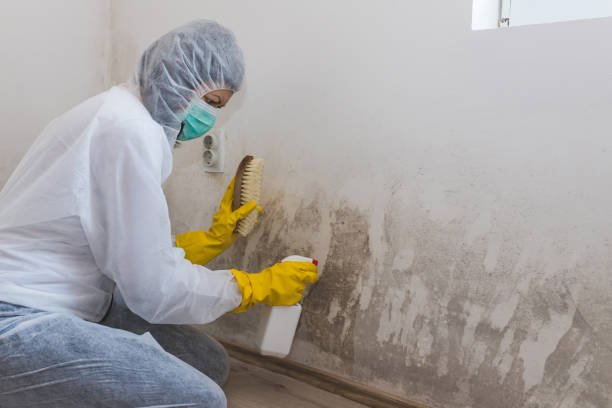 Best Post-Flood Mold Remediation in Northchase, NC