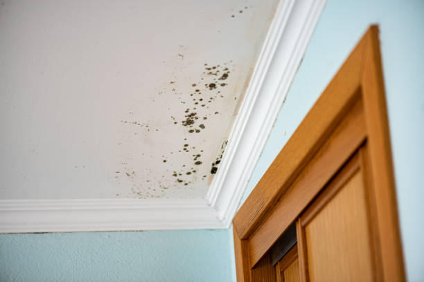 Professional Mold Remediation in Northchase, NC