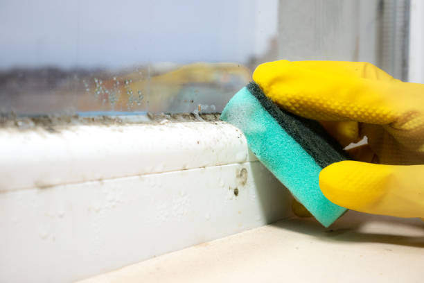 Best Industrial Mold Remediation in Northchase, NC