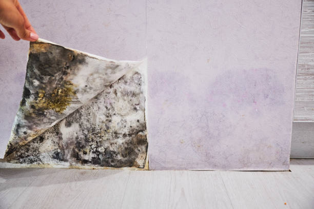 Best Kitchen Mold Remediation in Northchase, NC